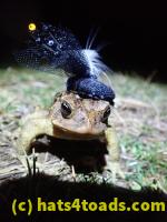 /home//u458753944/public_html/sourcegallery////////Roxborough Toad Detour/2022/2022-03-07/P3070854.JPG